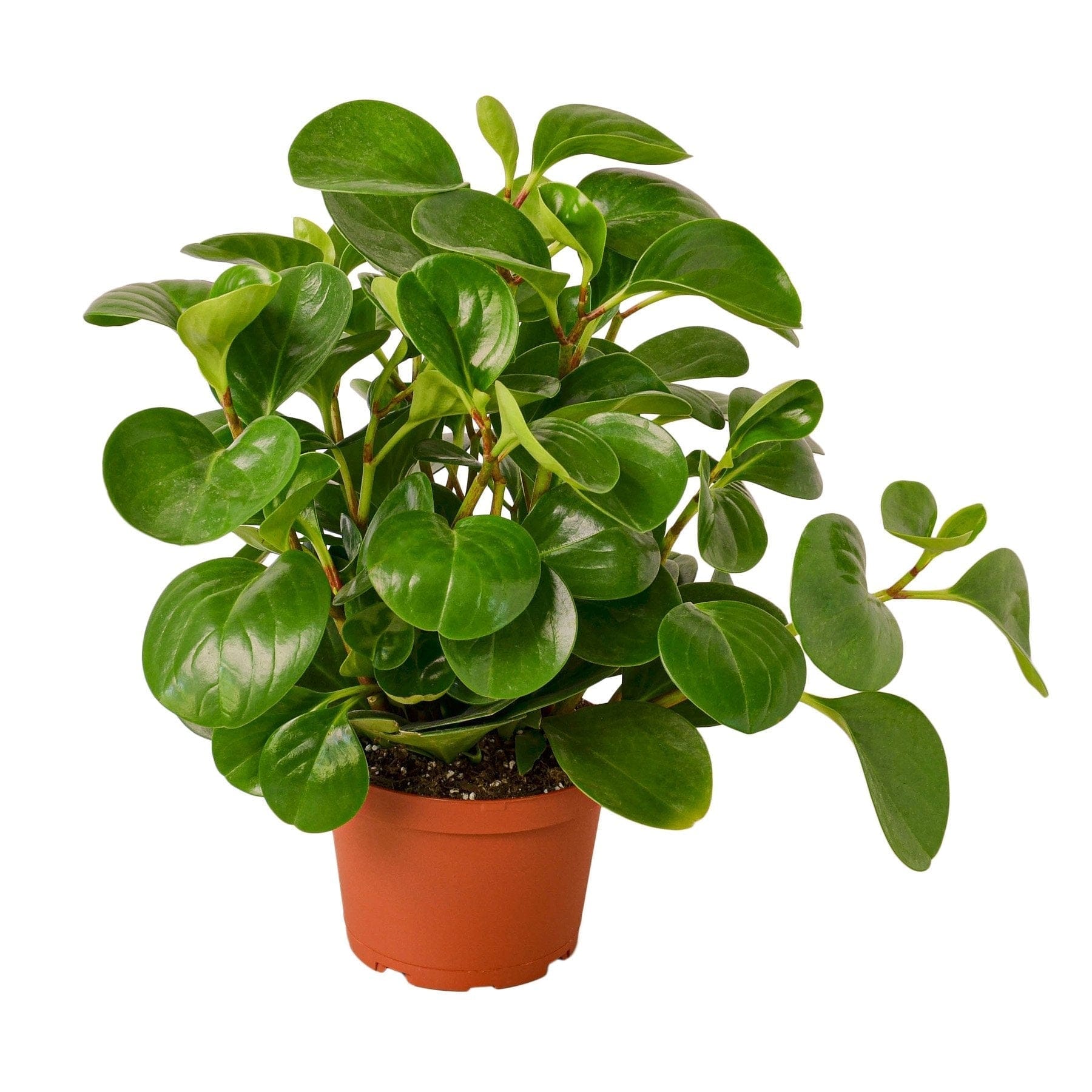 A plant in a pot on a white background at a garden center near me.