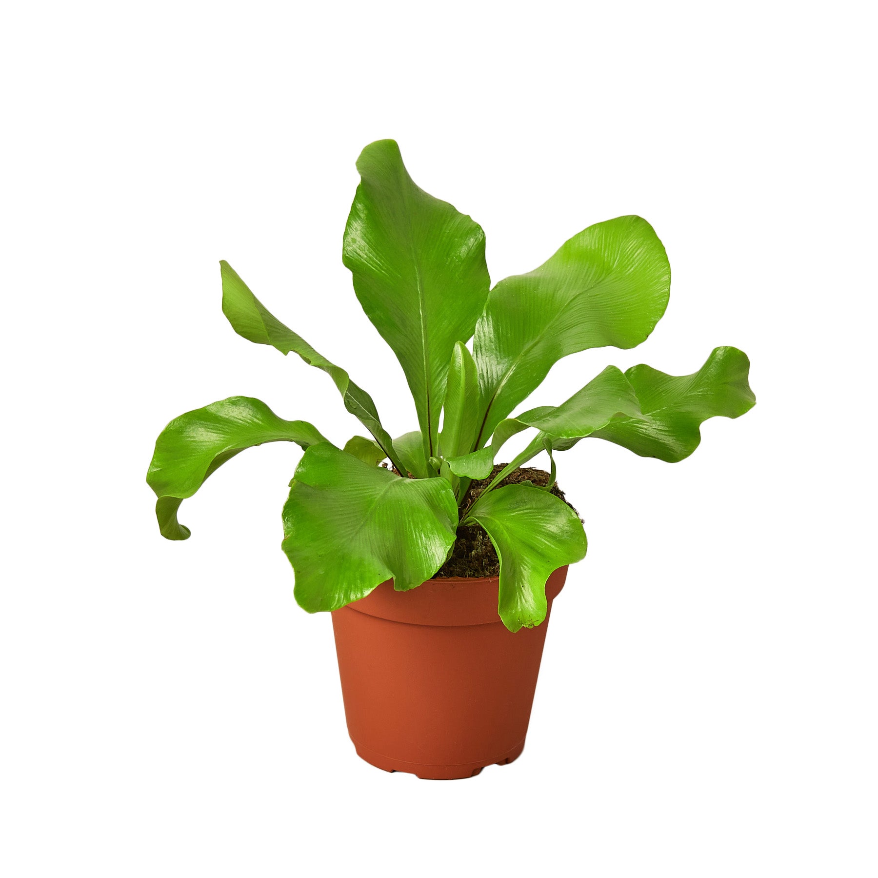 A potted plant on a white background at the best garden center near me.