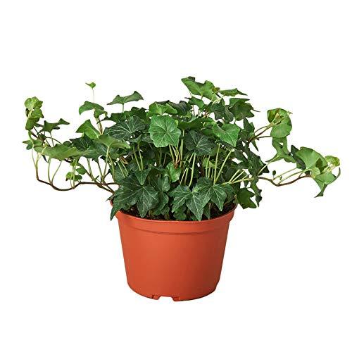 Ivy plant in a pot, showcased on a white background at one of the top garden centers near me.
