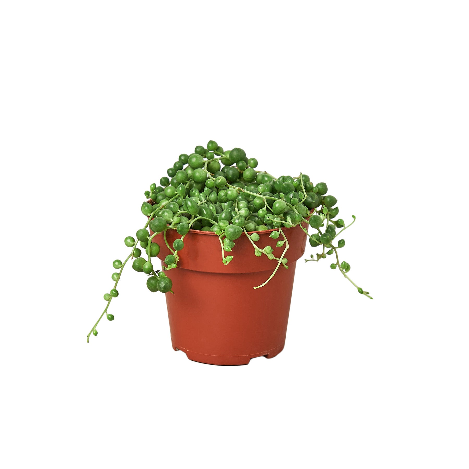 A green plant in a pot on a white background at a garden center near me.