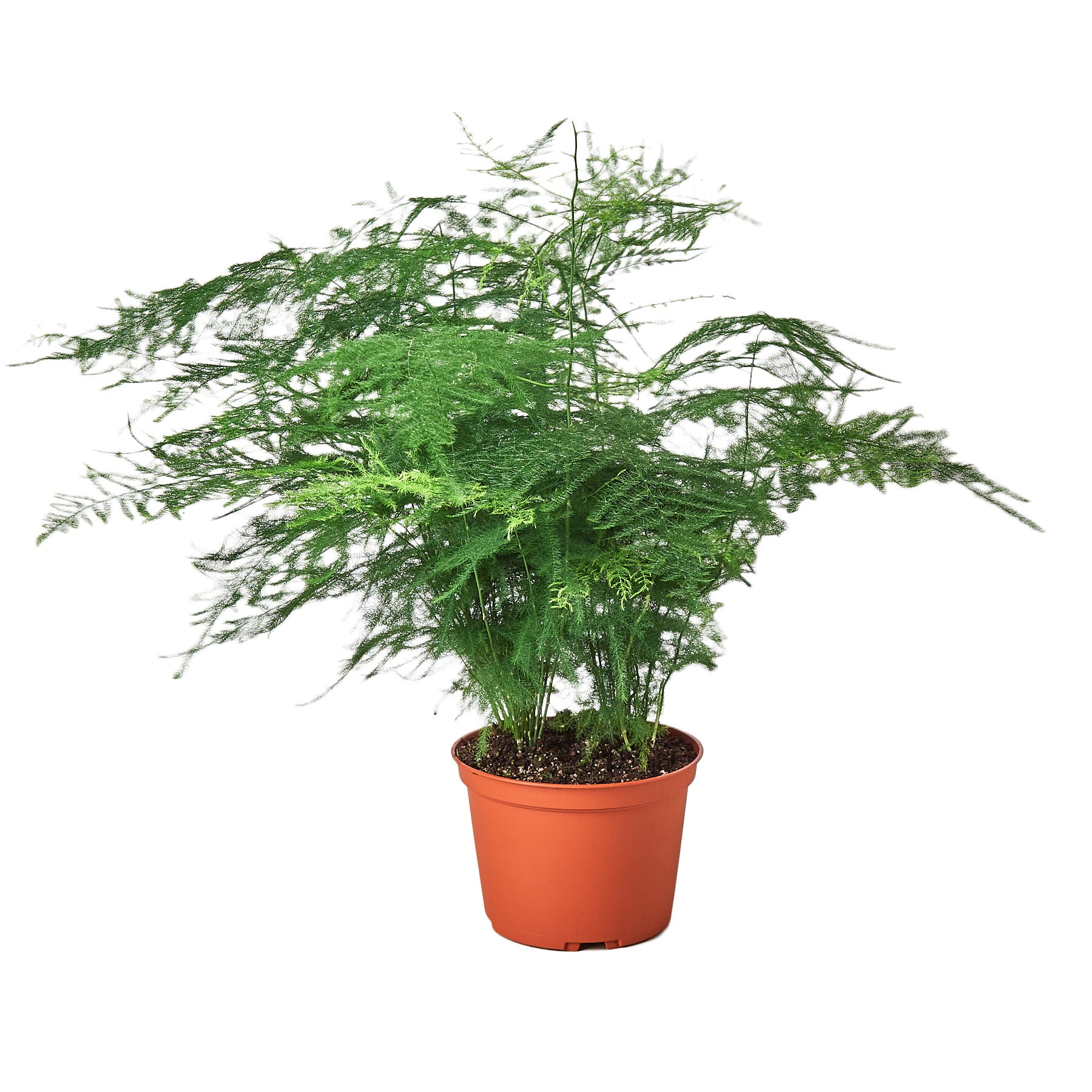 A plant in a pot on a white background, sourced from one of the top plant nurseries near me.