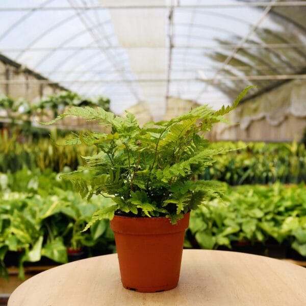 A potted plant sits in a greenhouse.
