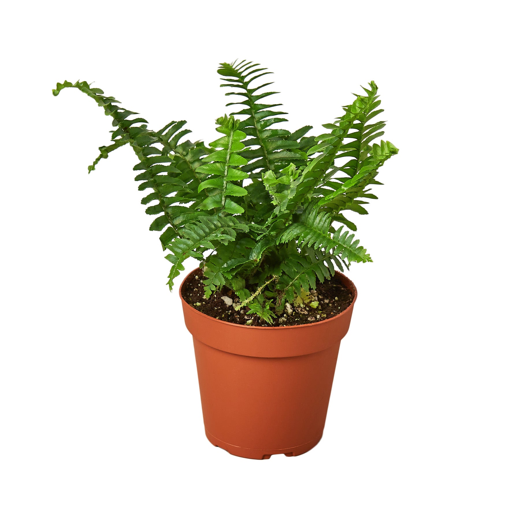 A fern plant in a pot on a white background that can be found at the best garden nursery near me.