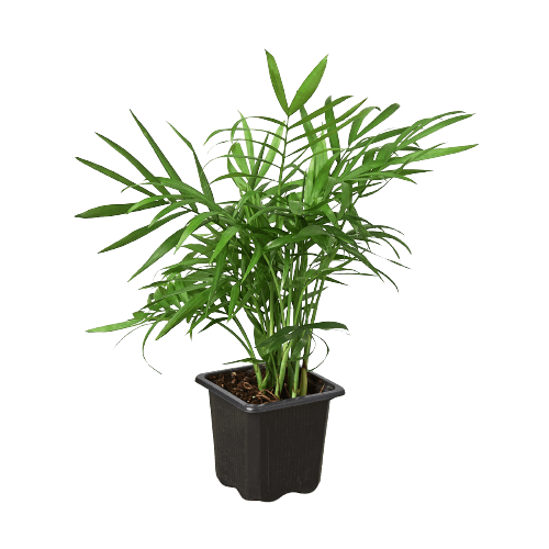 A plant in a black pot displayed on a black background at the best garden center near me.