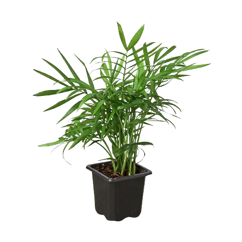 A plant in a black pot displayed on a black background at the best garden center near me.