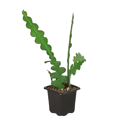 A small plant in a black pot on a black background at one of the best garden centers near me.