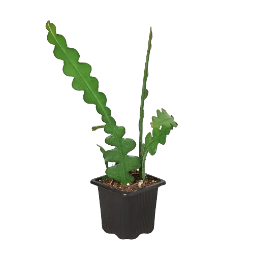 A small plant in a black pot on a black background at one of the best garden centers near me.