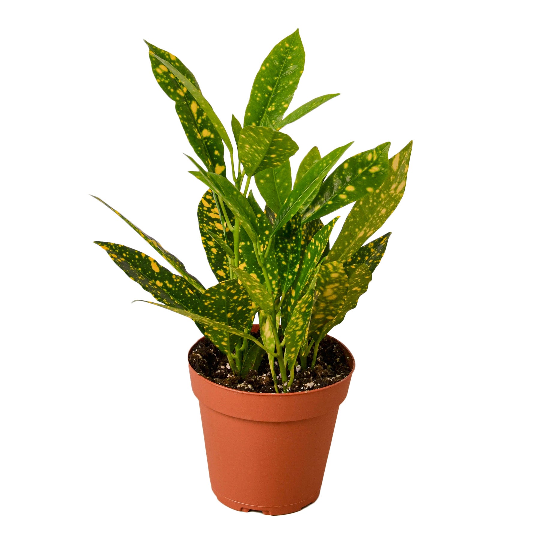 A potted plant with yellow spots on it available at the best garden center near me.