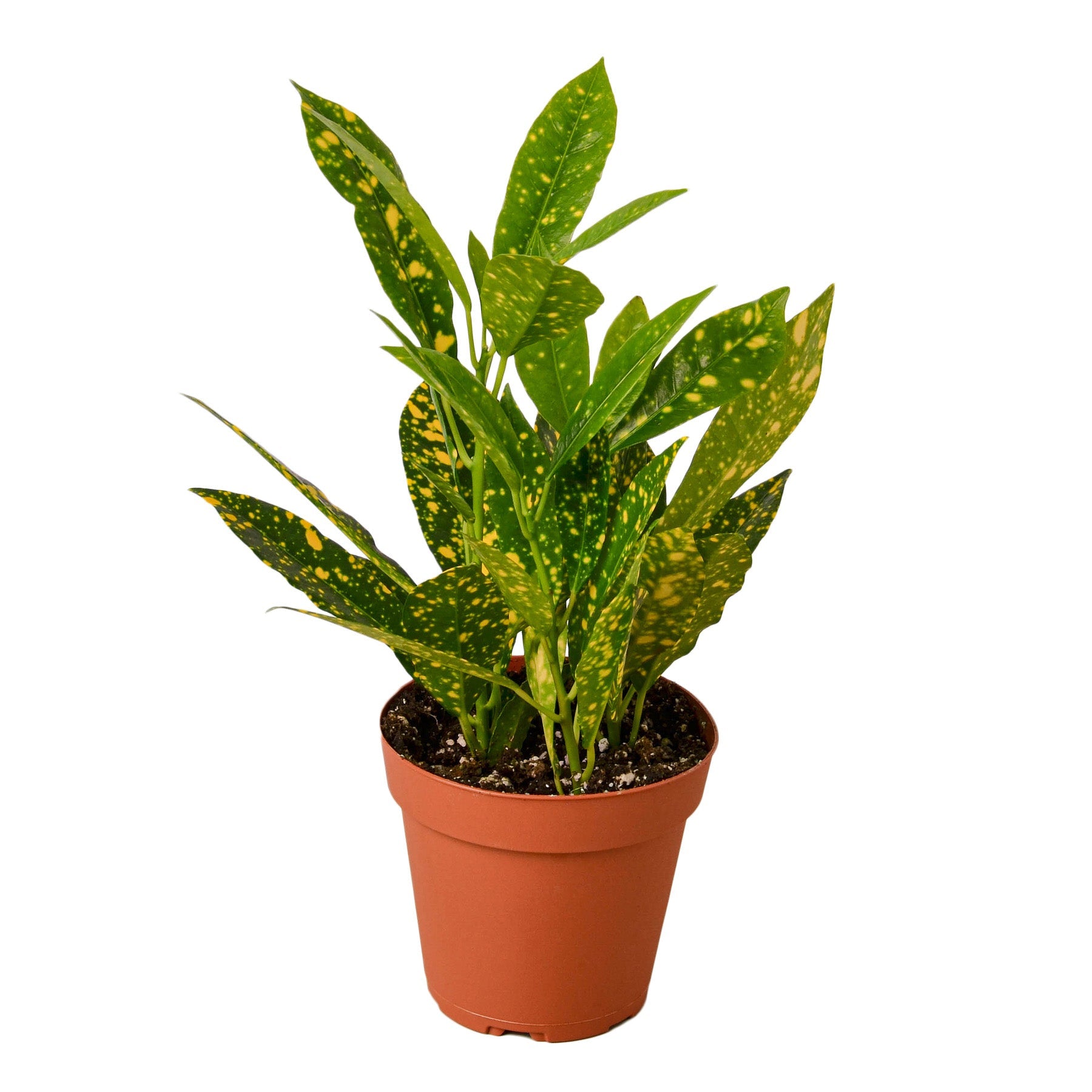 A potted plant with yellow spots on it, available at the best garden center near me.