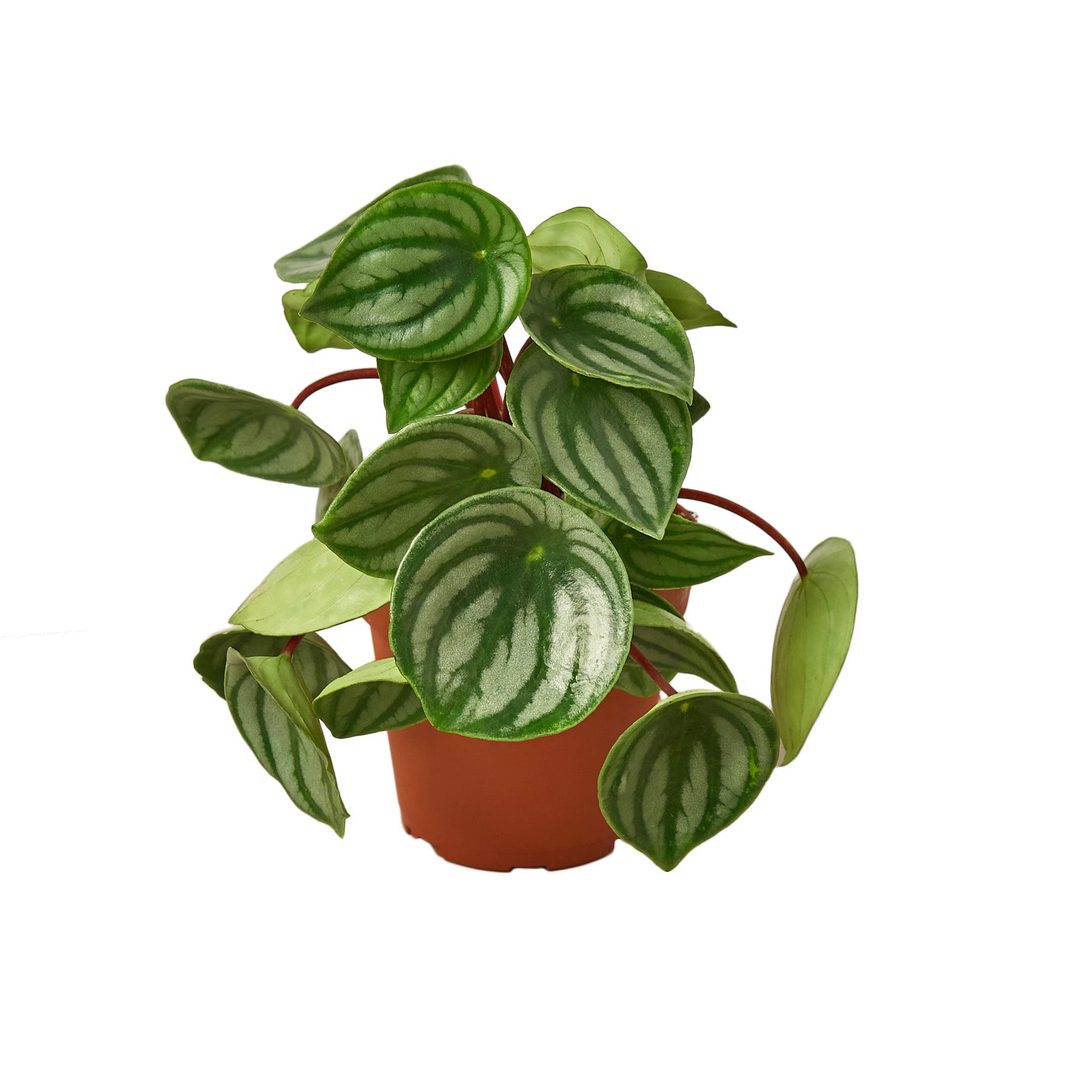 A plant with green and white leaves in a pot on a white background at a nearby nursery.