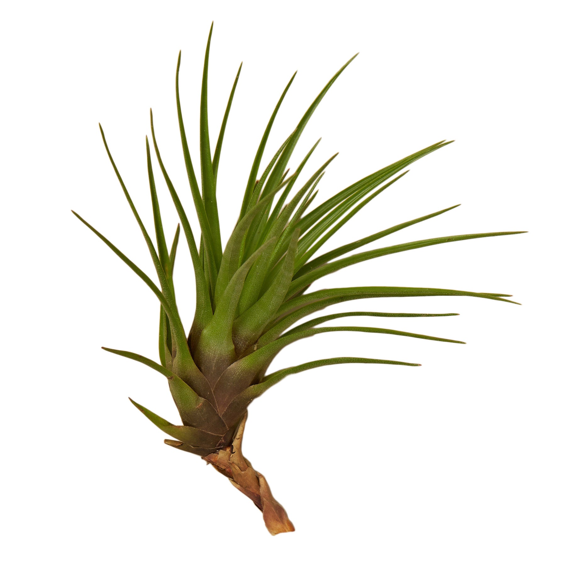 A small air plant on a white background.