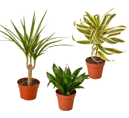 Three plants in pots on a white background at the best plant nursery near me.