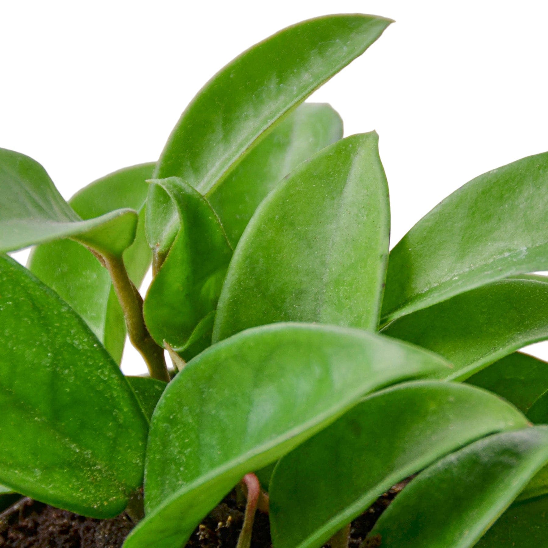 A green plant in a pot on a white background can be found at the best garden center near me.