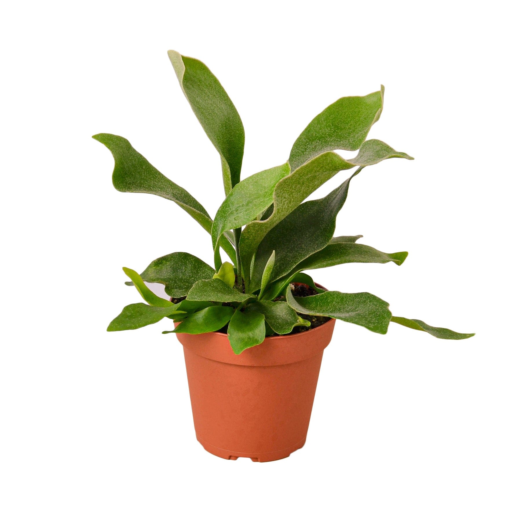 A small plant in a pot on a white background available at the best nursery near me.