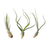 Three air plants on a beige background in a nearby nursery.