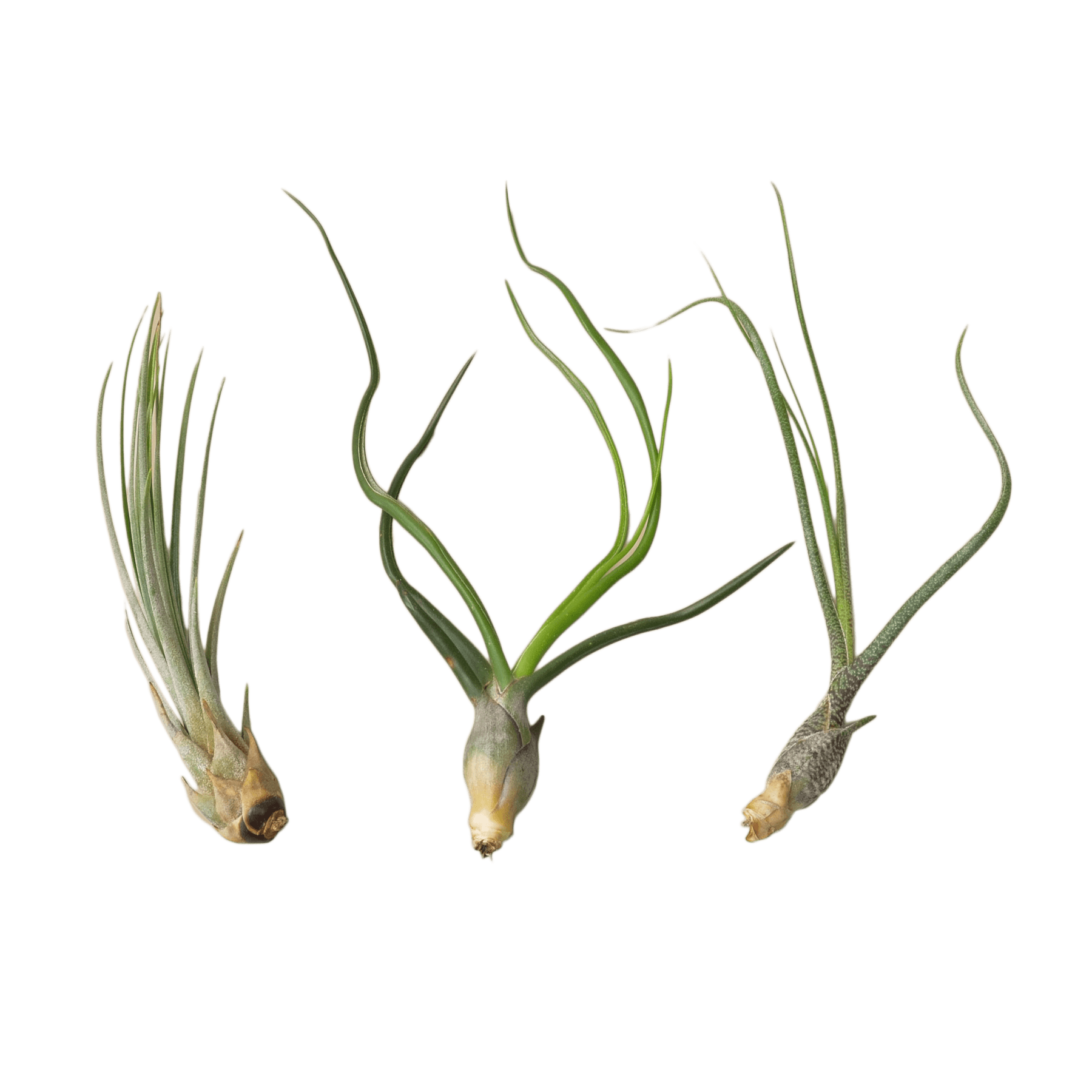 Three air plants on a beige background in a nearby nursery.