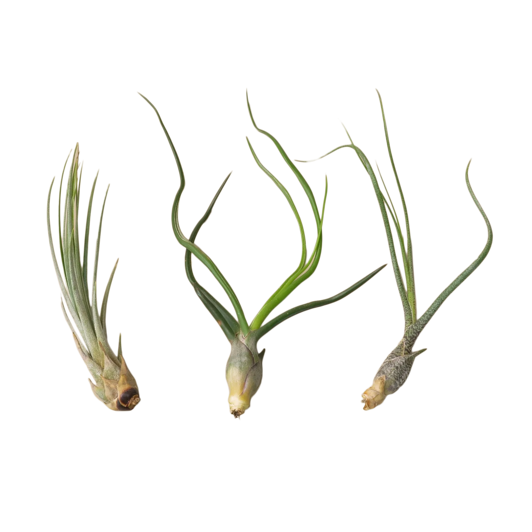 Three air plants on a beige background in a nearby nursery.