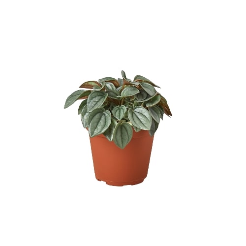 A plant in a brown pot.