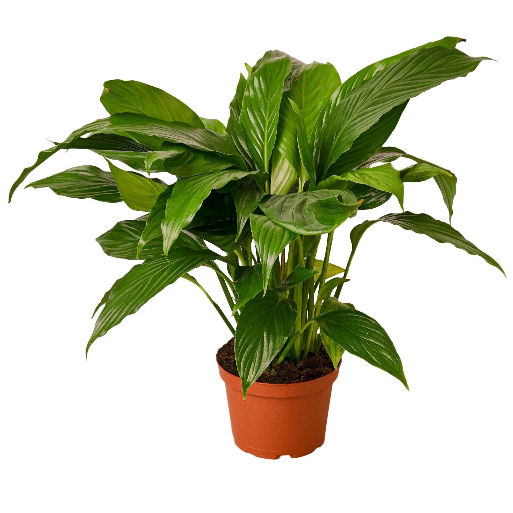 A potted plant with green leaves on a white background, available at a nearby nursery.