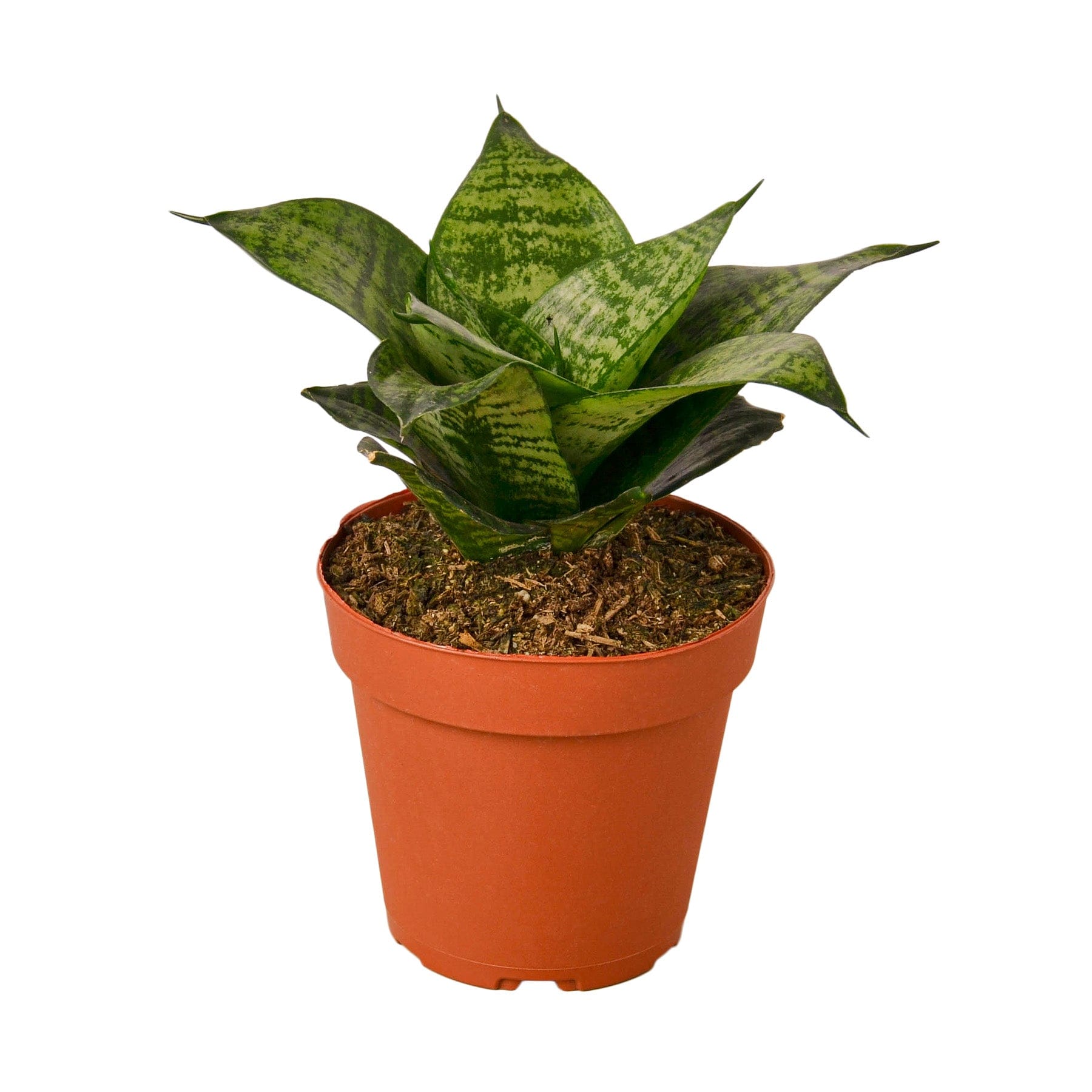 A snake plant in a pot from the best garden center near me, displayed on a white background.