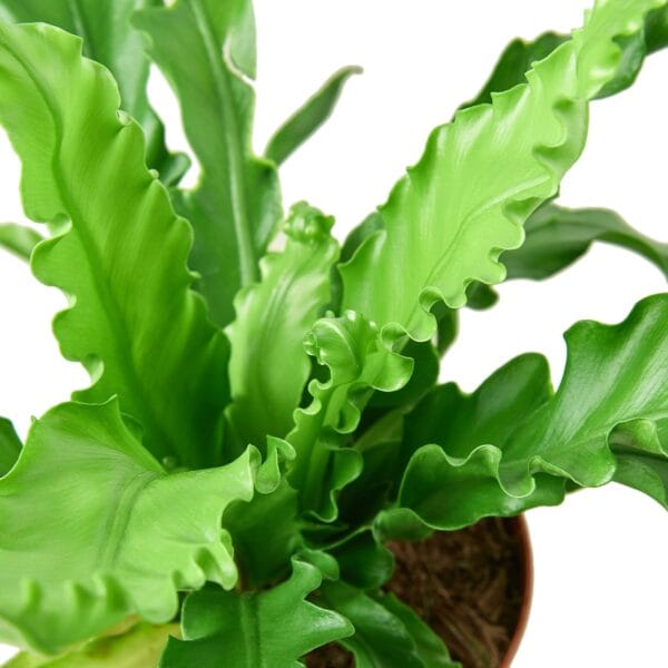 A green plant in a pot on a white background, available at the best plant nursery near me.