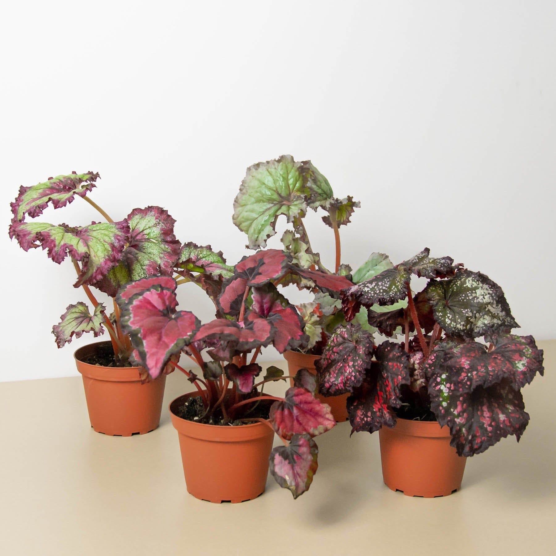 Four potted plants in a row on a table at the best plant nursery near me.