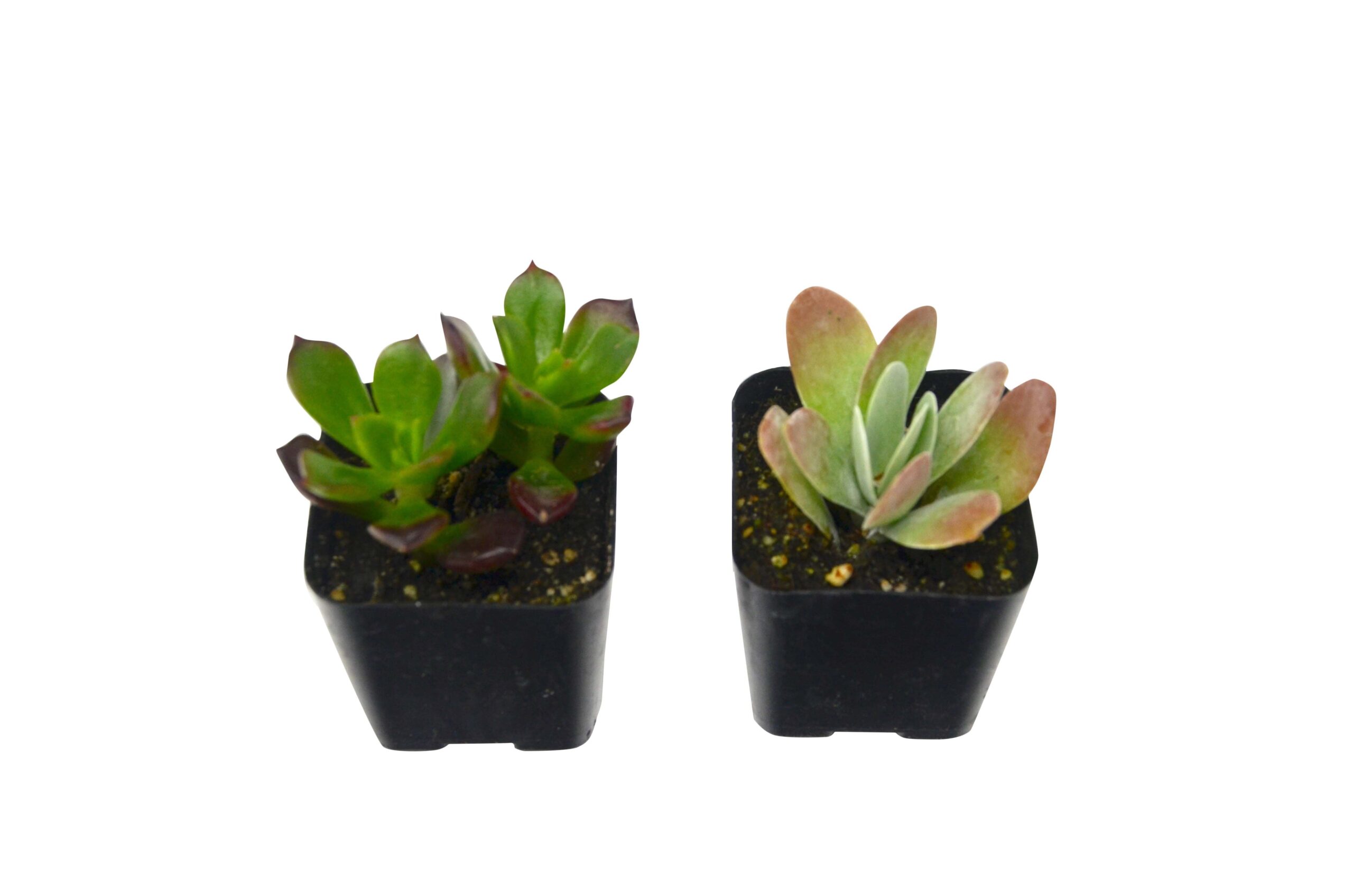 Two succulent plants on a white background.
