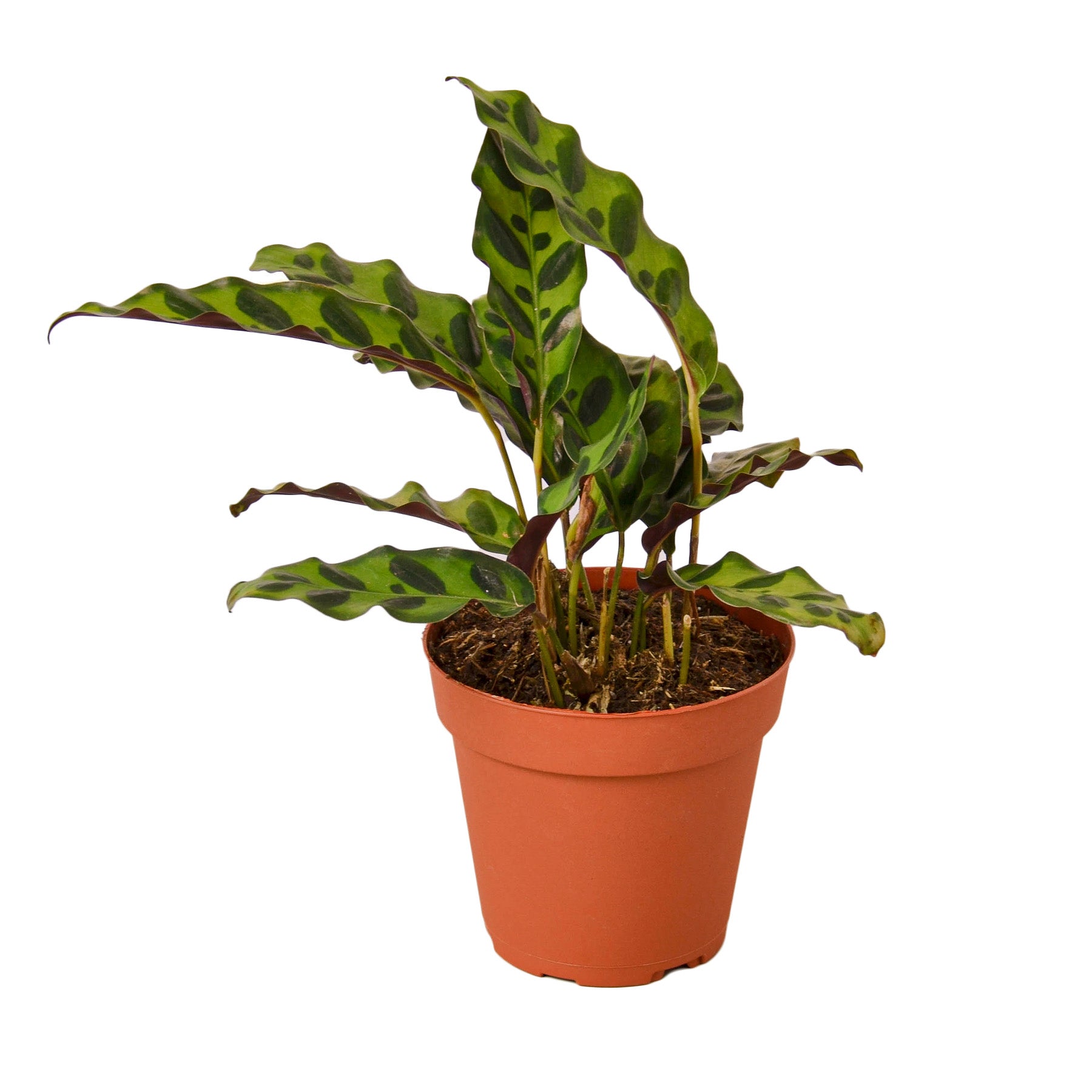 A plant in a pot on a white background.