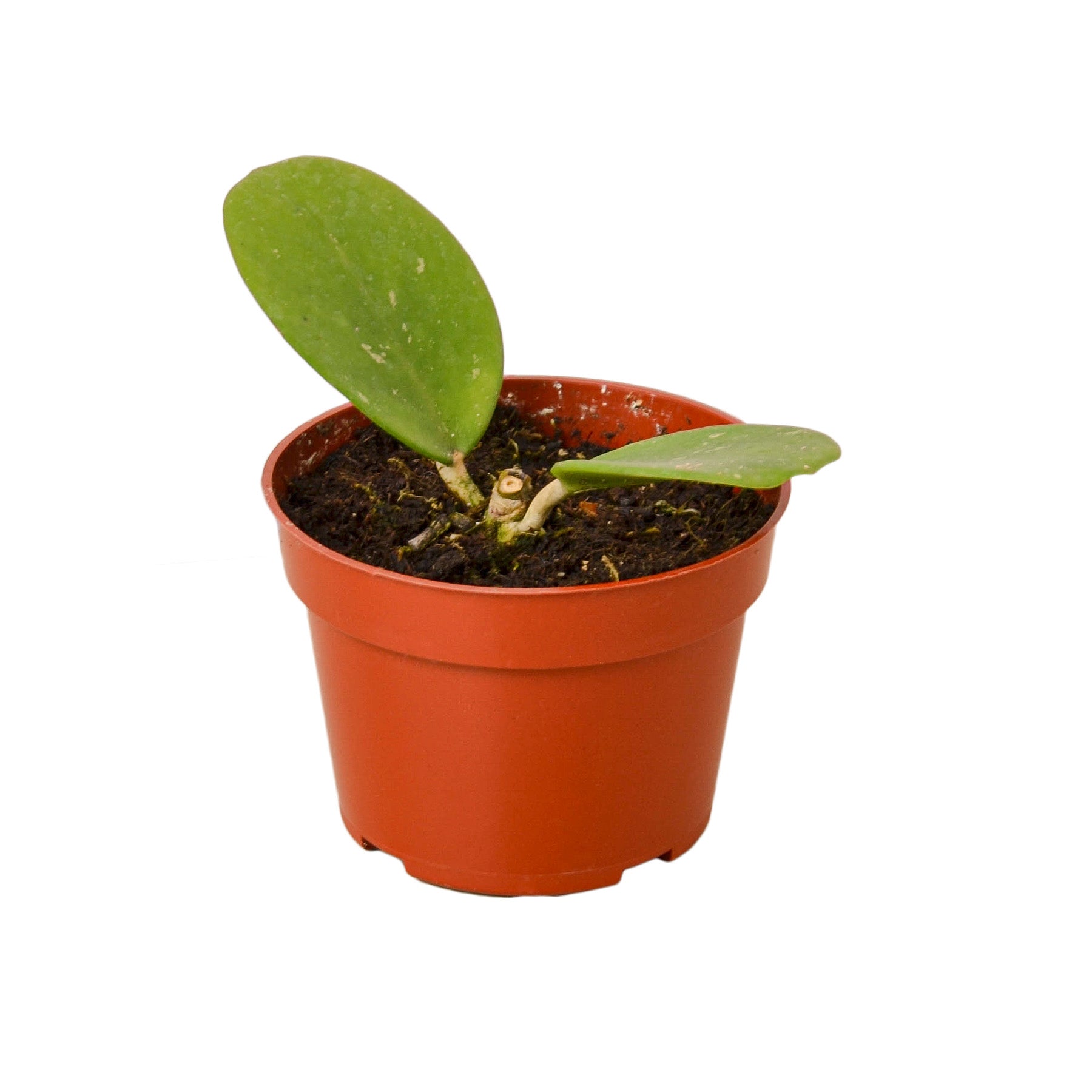A small plant in a red pot on a white background, purchased from one of the top plant nurseries near me.