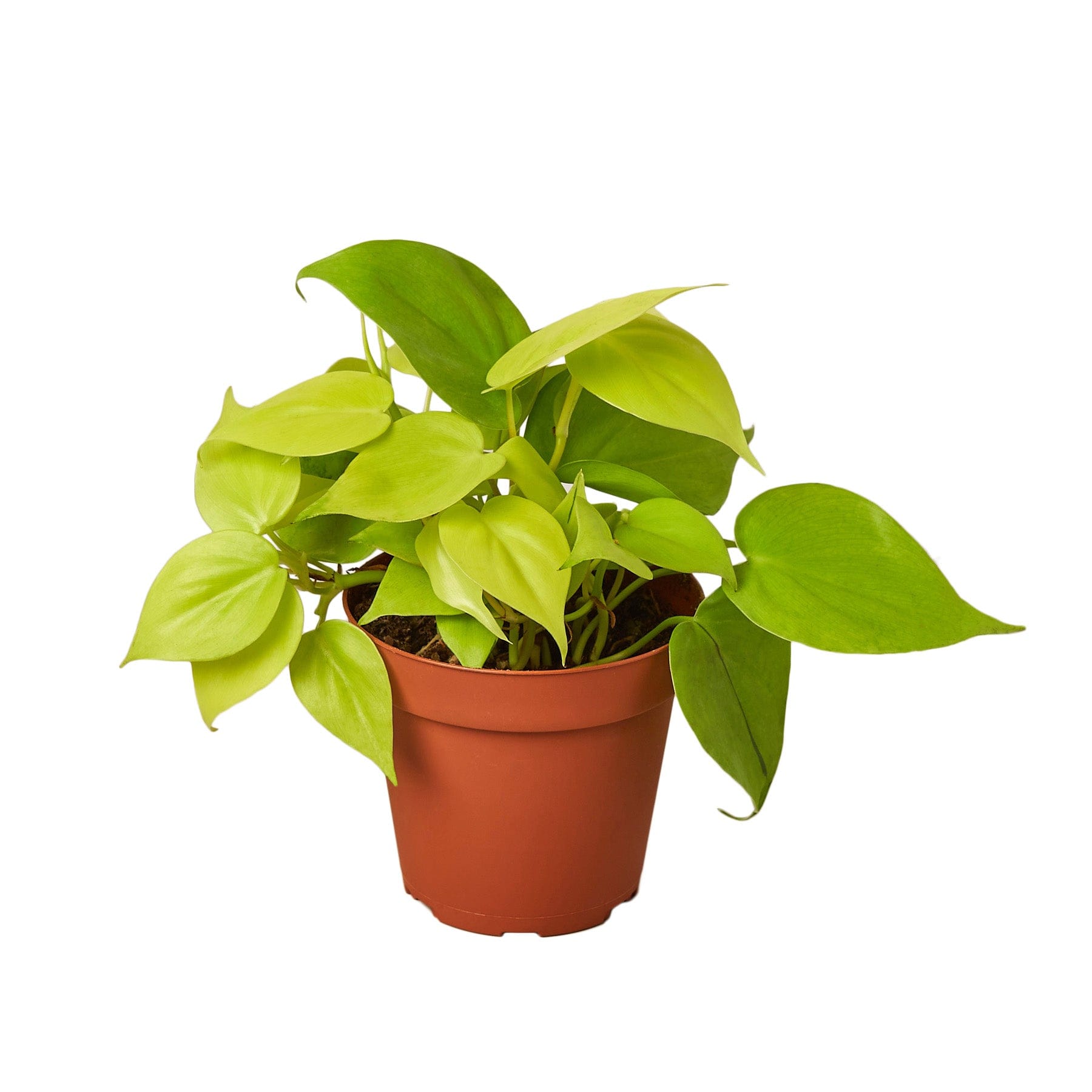 A yellow plant in a pot on a white background at a garden center near me.