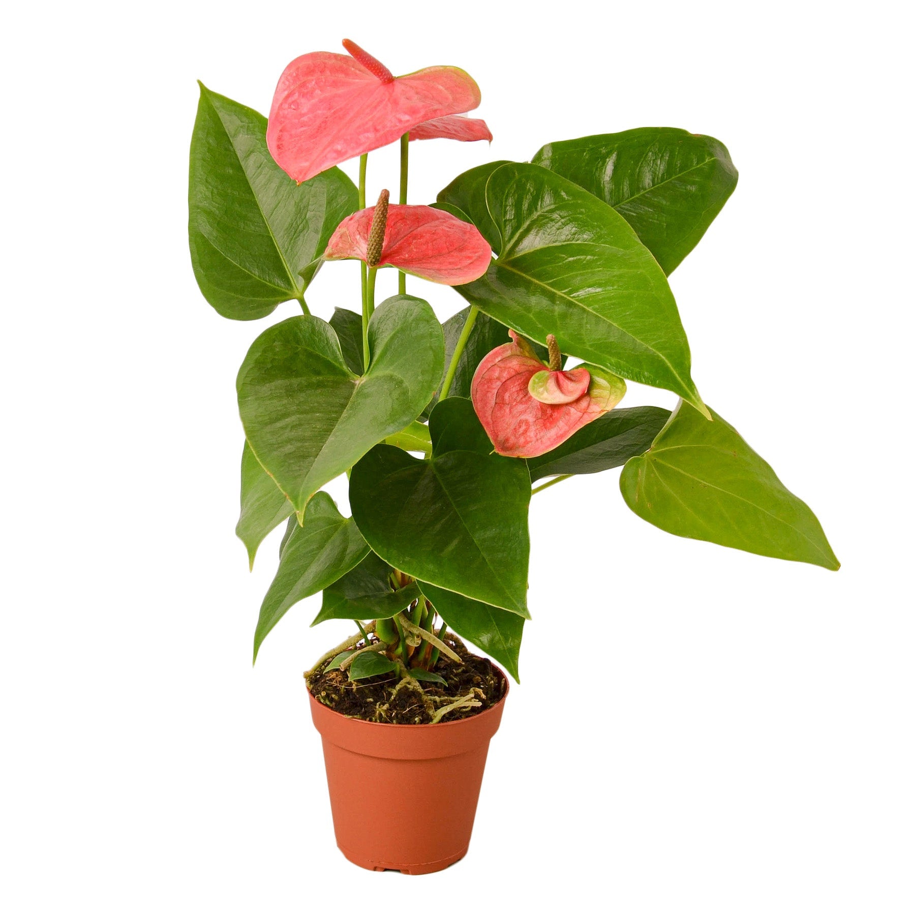 A beautiful pink flower in a pot, set against a serene white background.