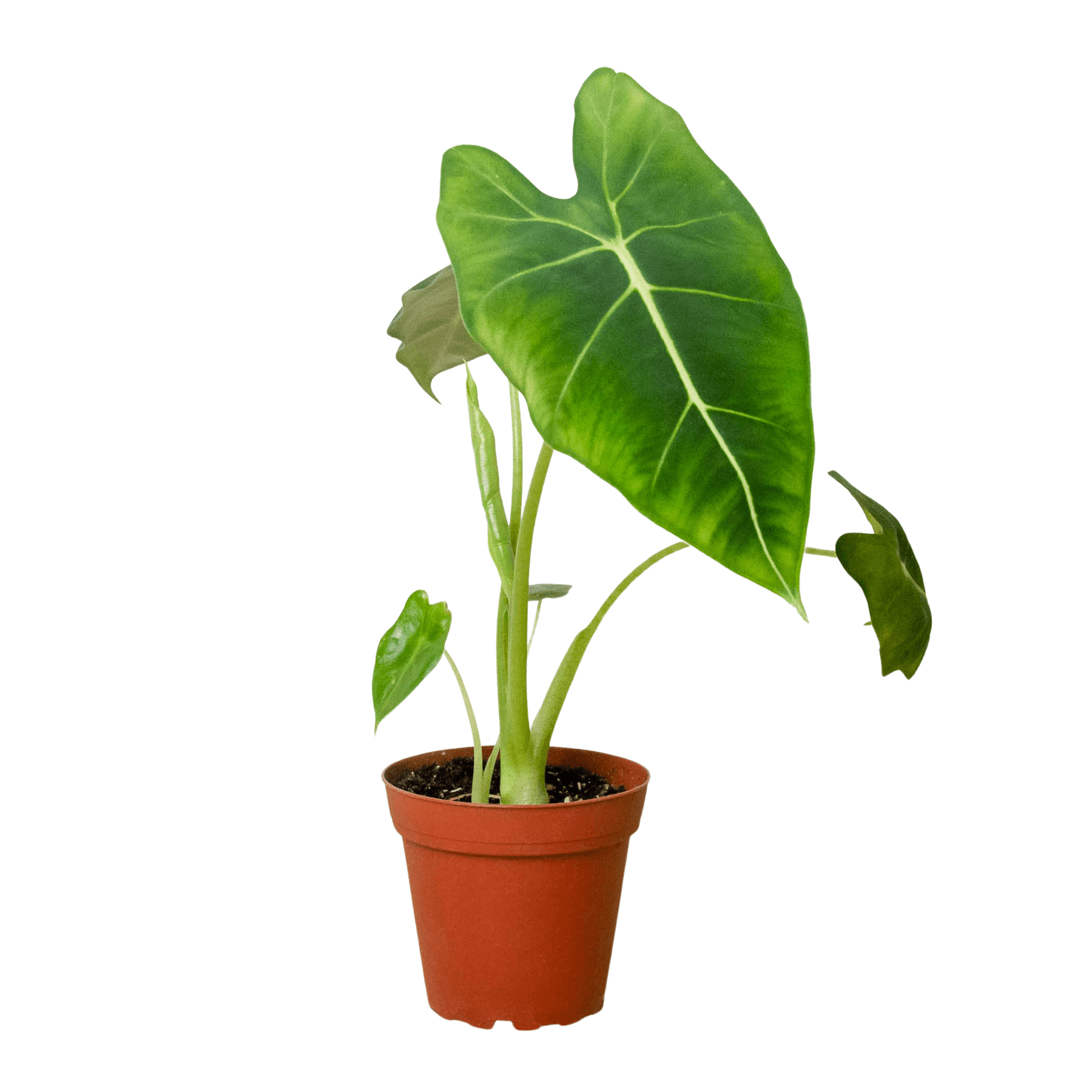 Alocasia Frydek - Forest Green