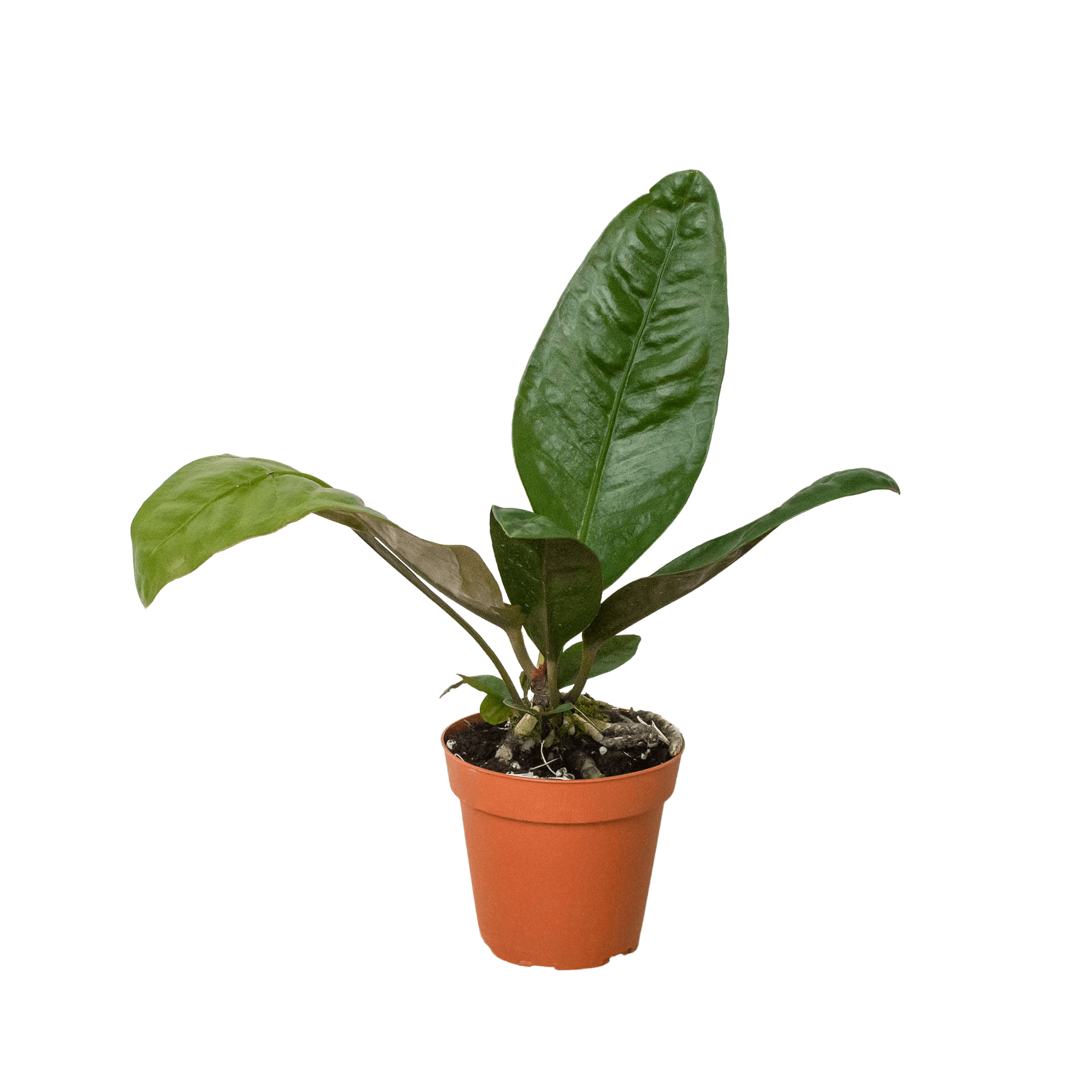 A small plant in a pot on a white background, showcasing the charm of the best plant nursery near me.