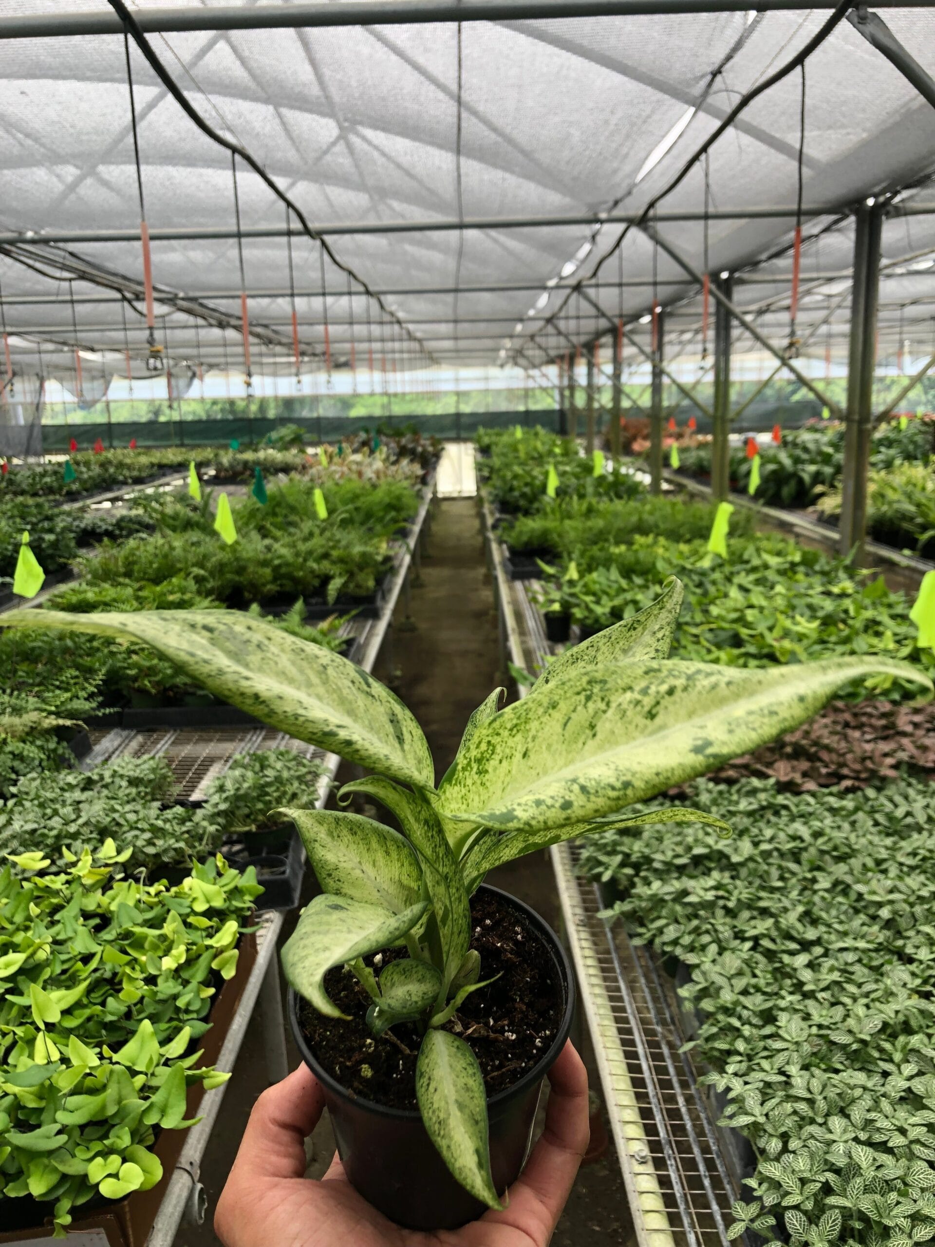 A person holding a plant in one of the top garden centers near me.