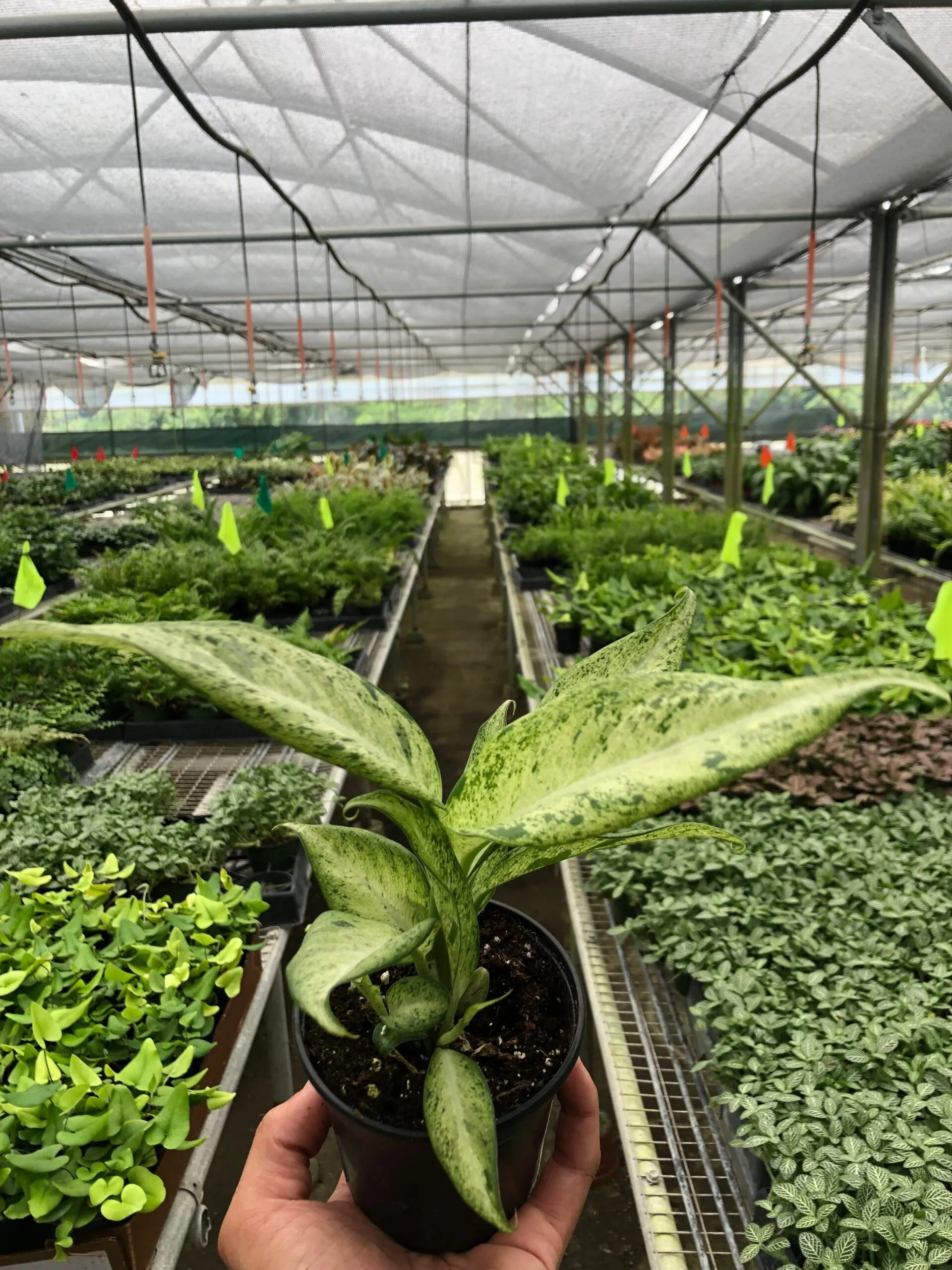 A person holding a plant in one of the top garden centers near me.