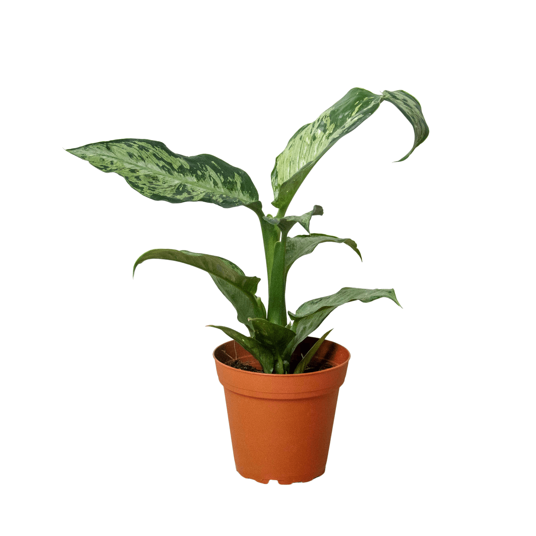 A small plant in a pot on a white background at the best garden center near me.