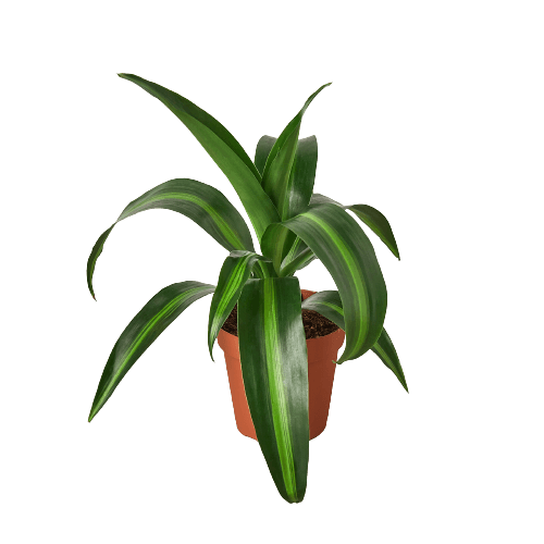 A green plant in a pot on a black background, purchased from one of the top garden centers near me.