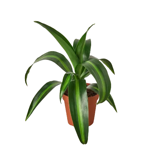 A green plant in a pot on a black background, purchased from one of the top garden centers near me.