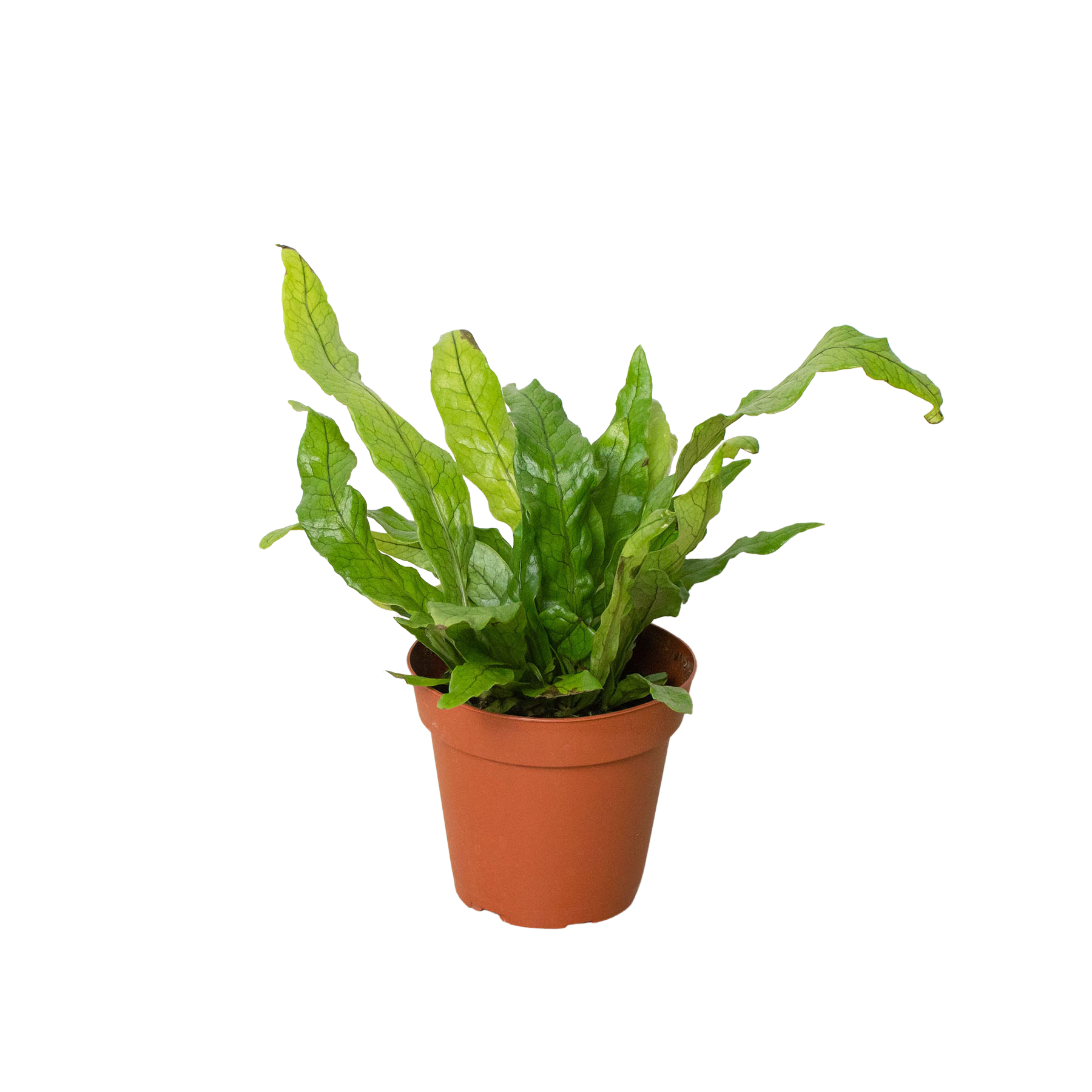 A small plant in a pot on a white background, available at the best garden center near me.