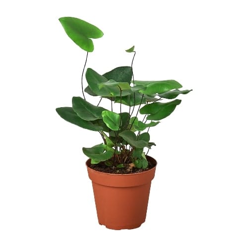 A small plant in a pot on a white background available at a garden center near me.