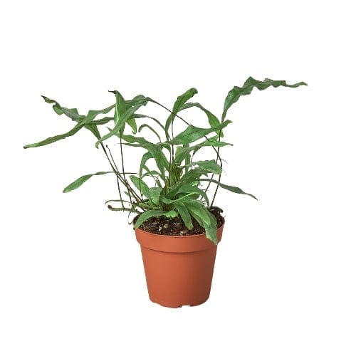 A small plant in a pot on a white background at a garden center.