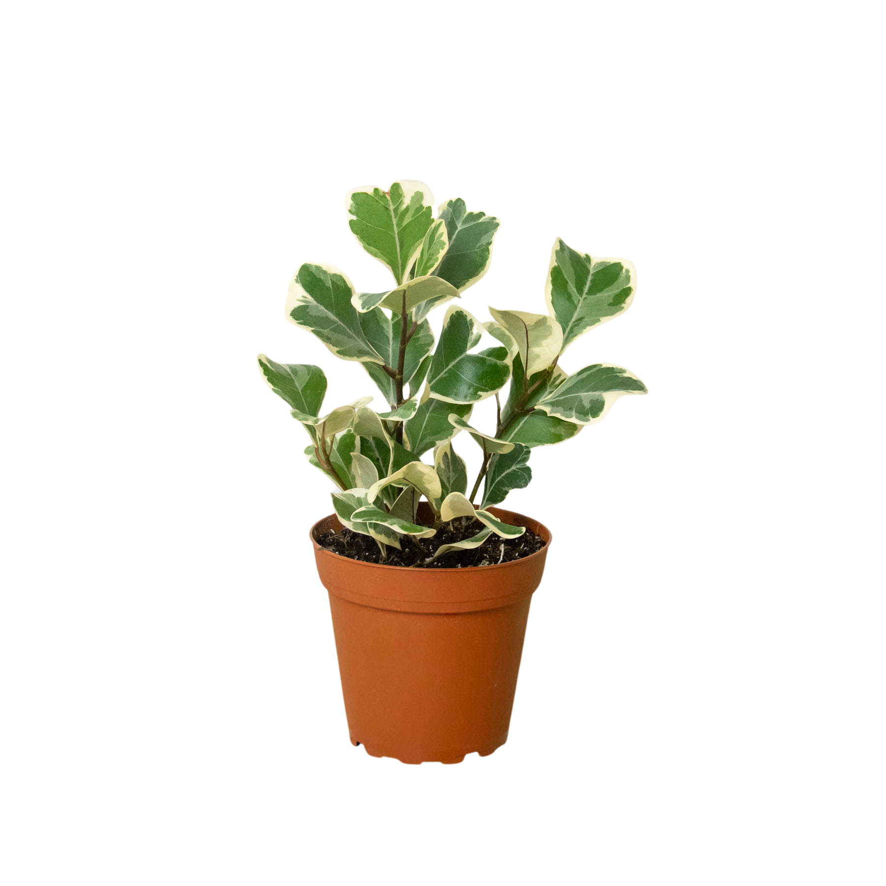 A small plant in a pot on a white background, perfect for your favorite plant nursery.