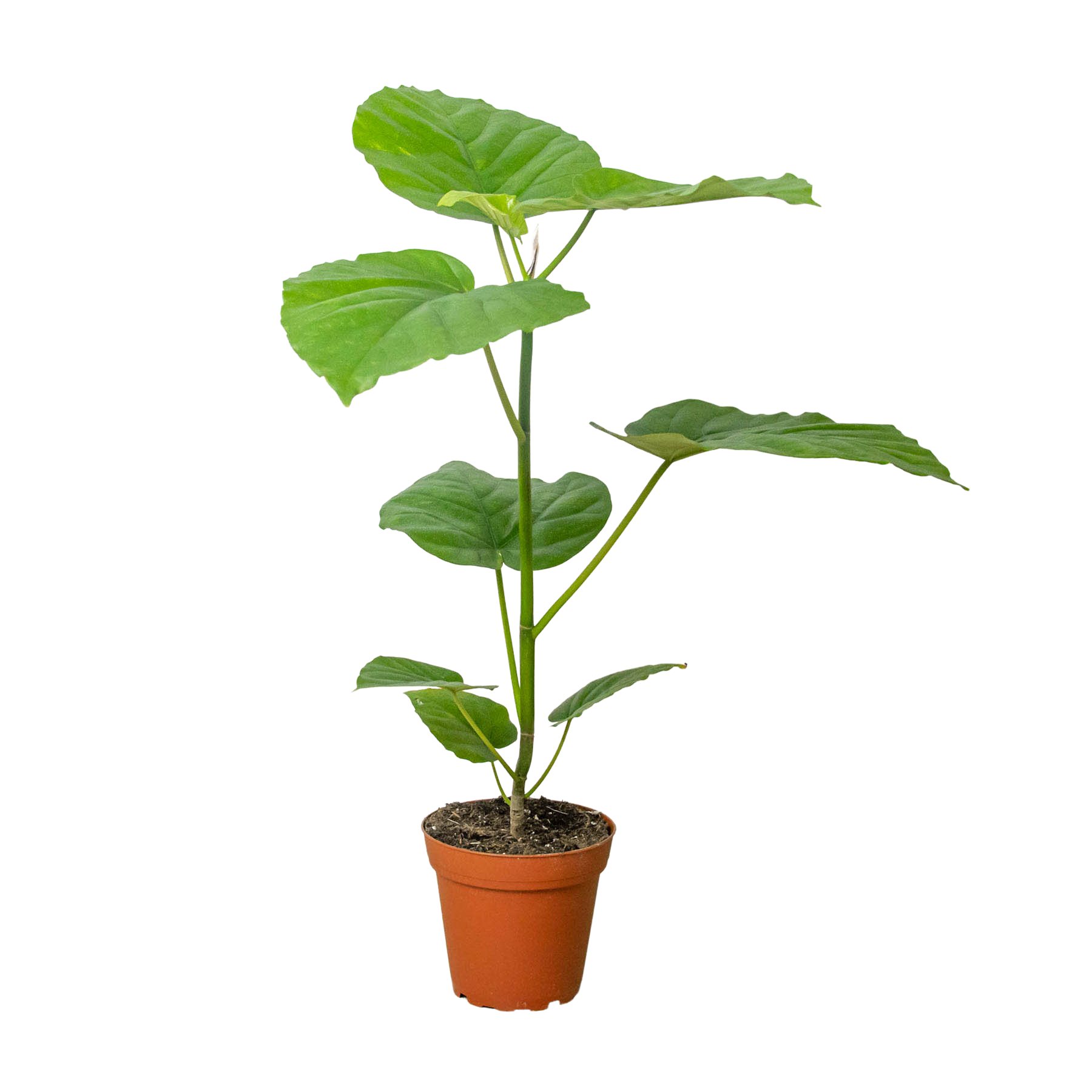 A small plant in a pot on a white background available at the best nursery near me.