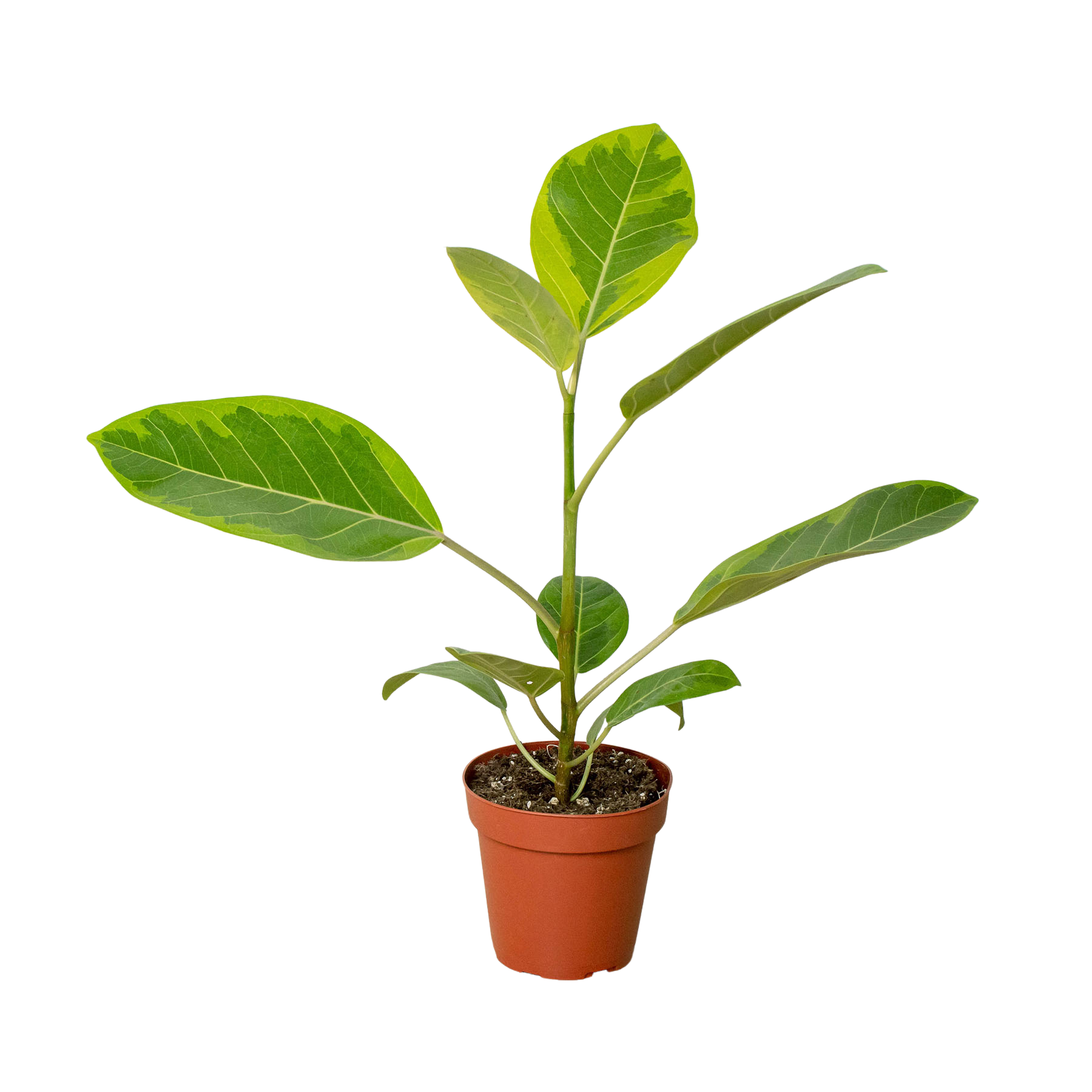 A small plant in a pot at a garden center.