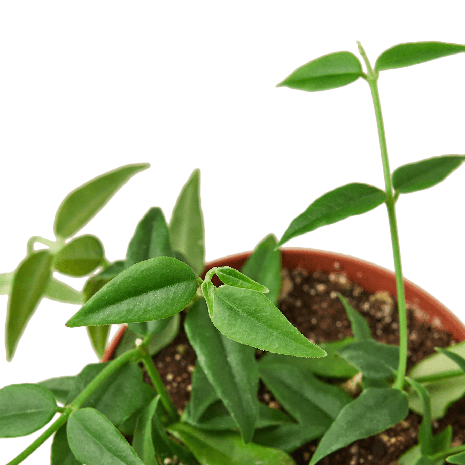 A small plant with green leaves in a pot, available at the best garden center near me.