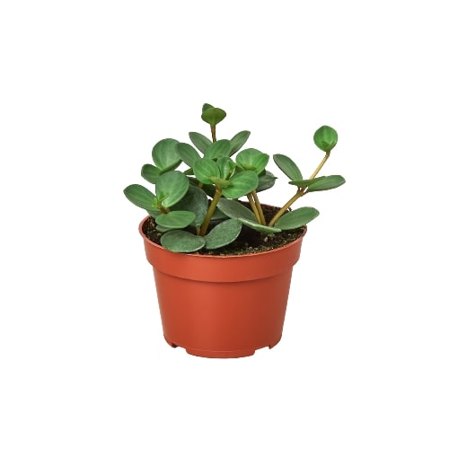 A small plant in a red pot on a white background, available at a nearby garden center.
