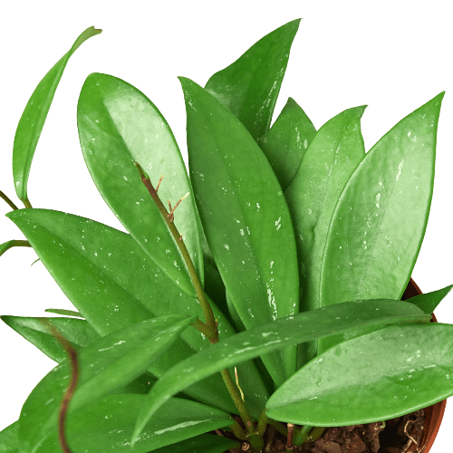 A green plant in a pot on a black background, showcasing the best garden nursery selection nearby.