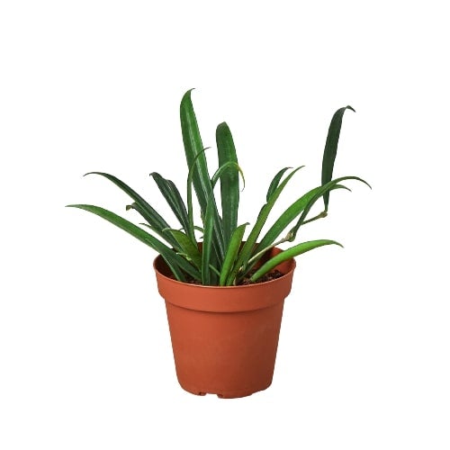 A small plant in a pot on a white background, sourced from one of the top plant nurseries near me.