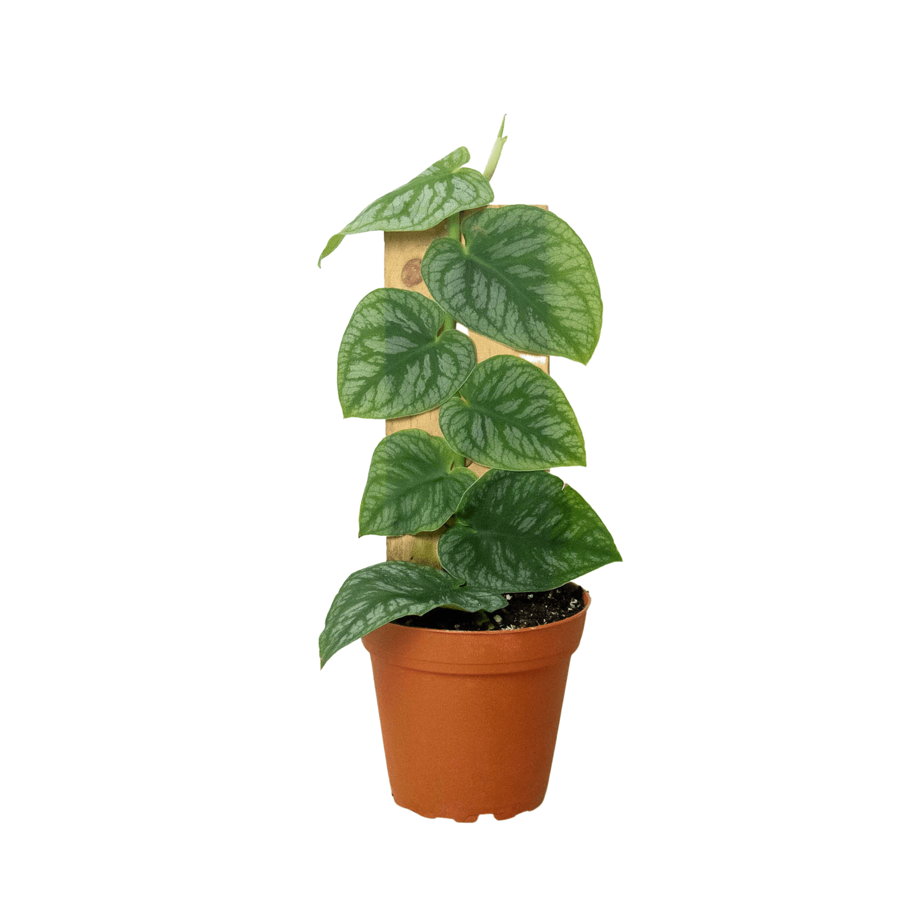 A plant in a white pot surrounded by a nursery near me.