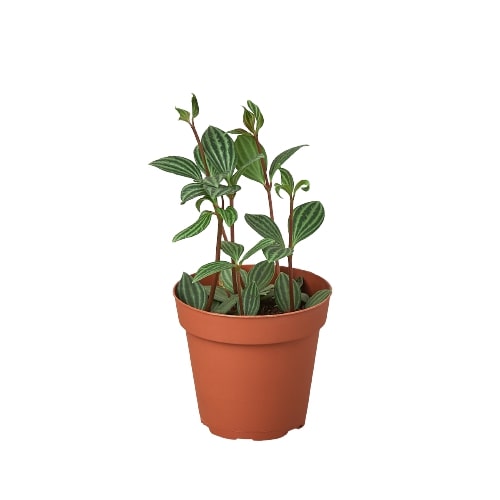 A small plant in a pot on a white background at a garden center near me.